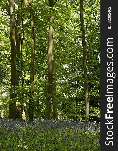 A carpet of bluebells in the woods in England. A carpet of bluebells in the woods in England