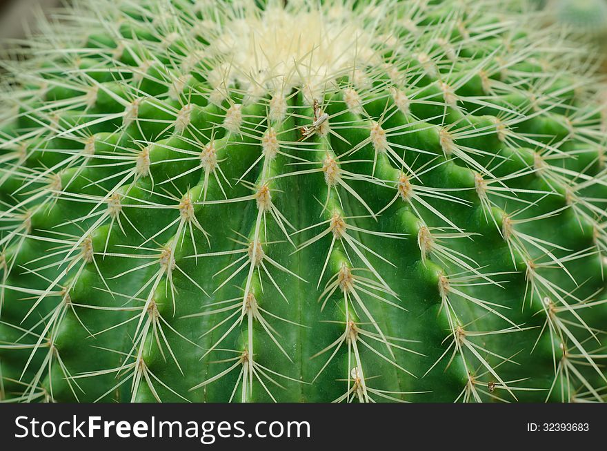 Close up of cactus texture background. Close up of cactus texture background