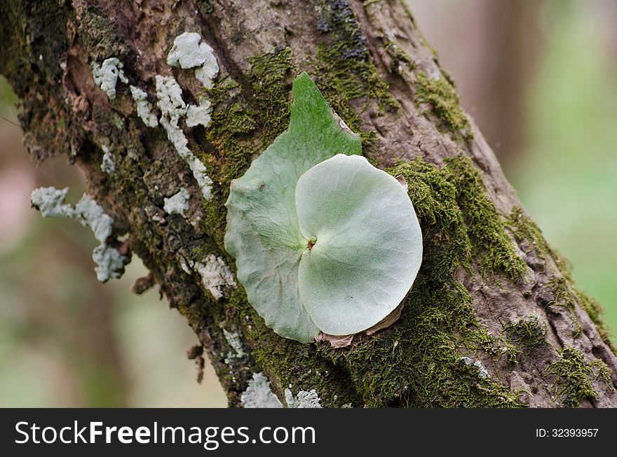 Staghorn Fern Parasite plant growing tree