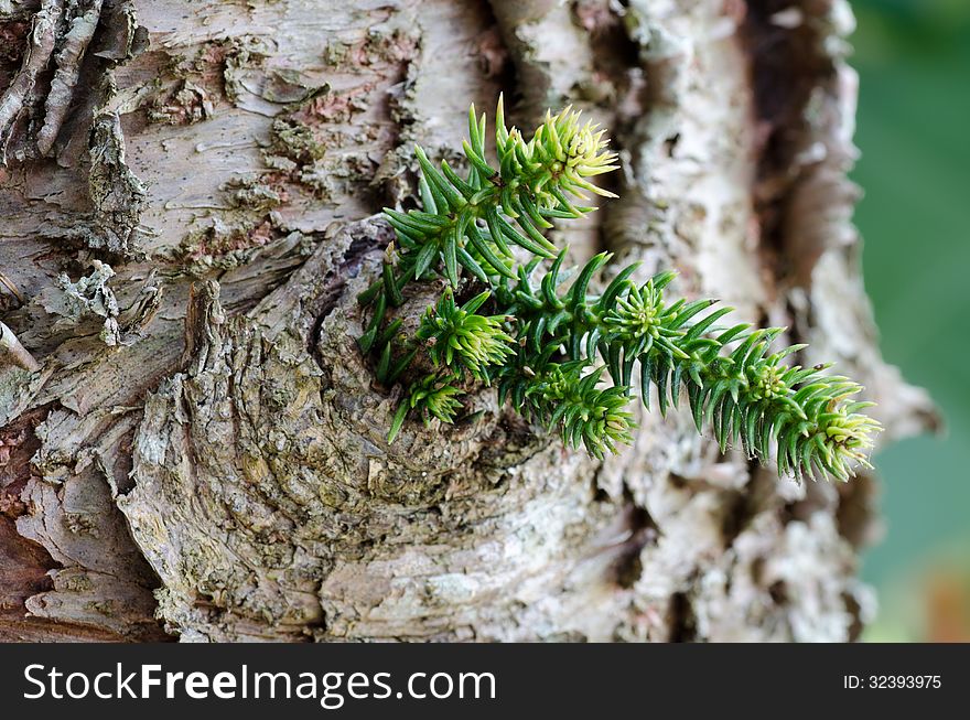 Close uo of bark pine and leaf