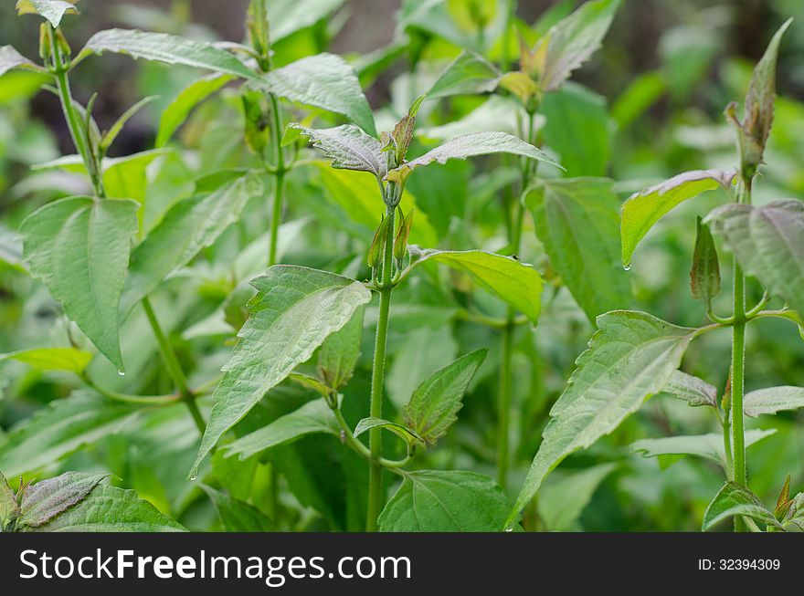 Siam weed or Ageratum houstonianum