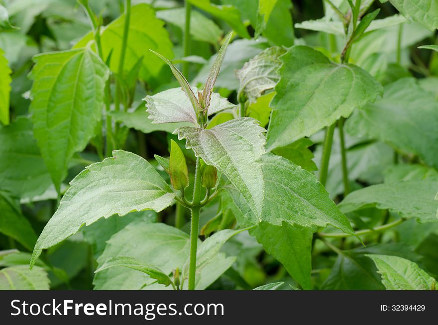 Siam weed or Ageratum houstonianum
