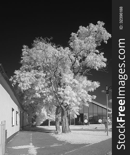 Monochrome black and white picture of an old acacia tree in front of a glass wall, seen in infrared light, which renders all living plants white. Room for text. Monochrome black and white picture of an old acacia tree in front of a glass wall, seen in infrared light, which renders all living plants white. Room for text.