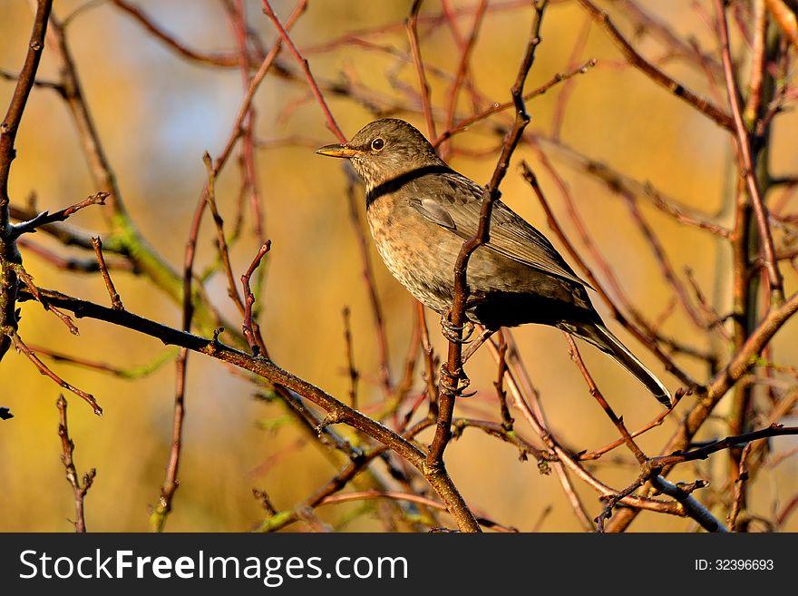 Female Blackbird