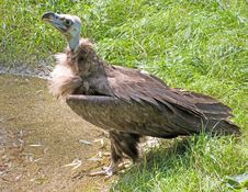 Eurasian Black Vulture 4 Stock Photography