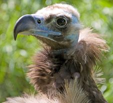 Eurasian Black Vulture 5 Royalty Free Stock Photos Eurasian Black Vulture 5 Royalty Free Stock Photos