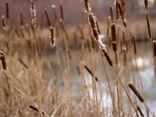 Fall Reeds Royalty Free Stock Photography Fall Reeds Royalty Free Stock Photography