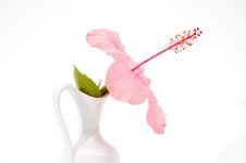 Tropical Flower In A Vase Stock Image