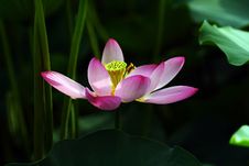 Lotus Flower Stock Photography Lotus Flower Stock Photography