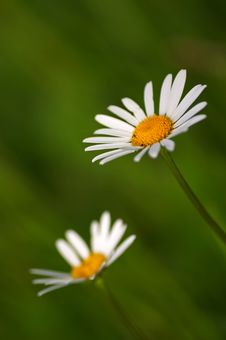 Marguerites Stock Photos Marguerites Stock Photos