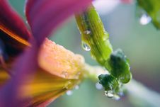 Day Lily And Stem/Macro/Drops Royalty Free Stock Images