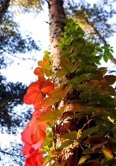 Free Trees Trunk Stock Images - 3246854