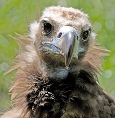 Eurasian Black Vulture 6 Royalty Free Stock Image Eurasian Black Vulture 6 Royalty Free Stock Image