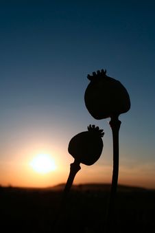 Poppy Heads Stock Photography Poppy Heads Stock Photography