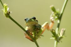 Common Tree Frog Royalty Free Stock Images