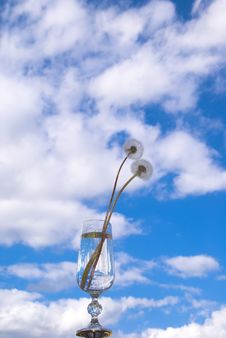 Dandelions In The Sky Royalty Free Stock Image Dandelions In The Sky Royalty Free Stock Image