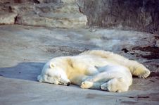 Polar Bear Cub Royalty Free Stock Photography Polar Bear Cub Royalty Free Stock Photography
