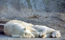 Polar Bear With Cub Royalty Free Stock Photography Polar Bear With Cub Royalty Free Stock Photography