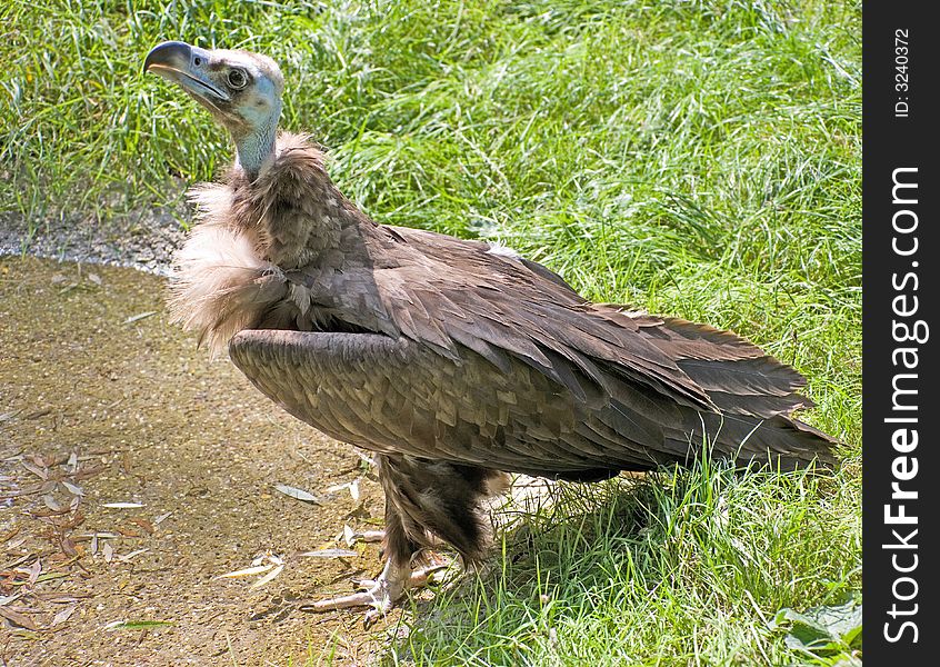 Eurasian black vulture at watering pool. Eurasian black vulture at watering pool