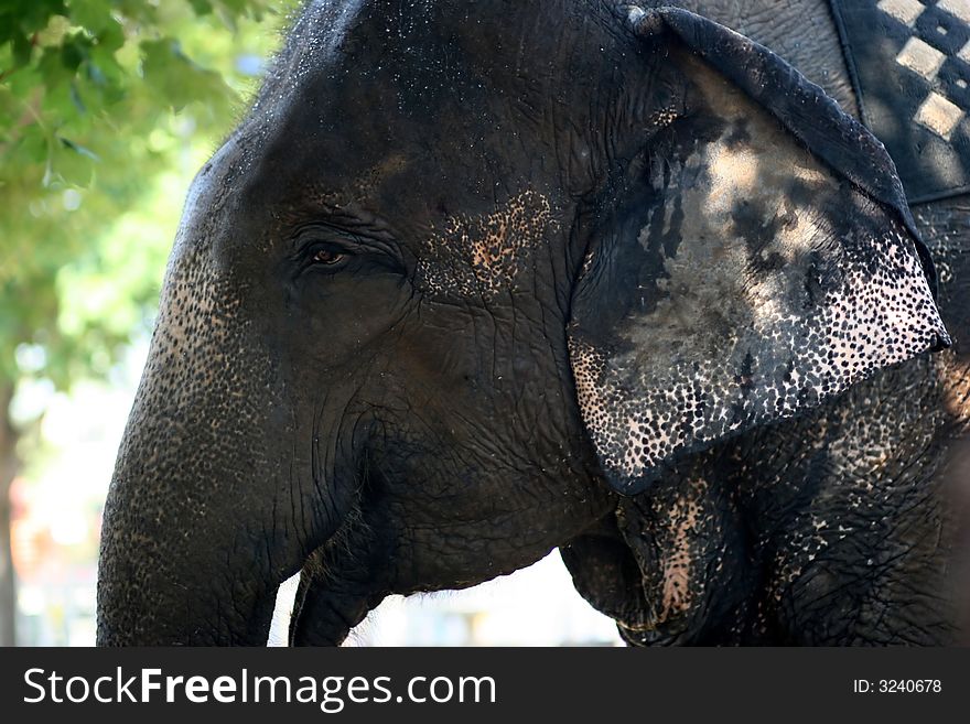 Hot sweating elephant trying to cool off under a shade tree.