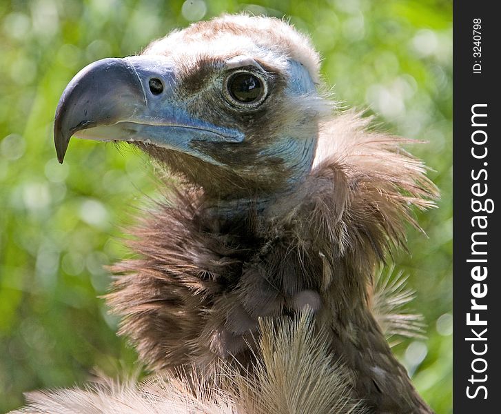 Close-up view of eurasian black vulture. Close-up view of eurasian black vulture