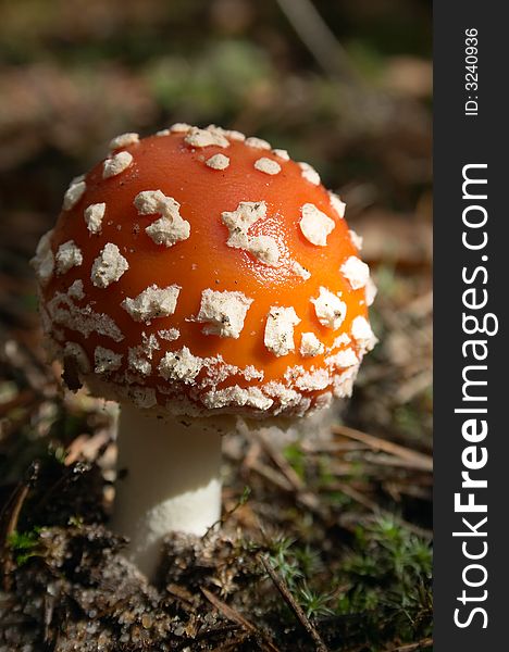 Poisonous fly-agaric mushroom in autumn forest