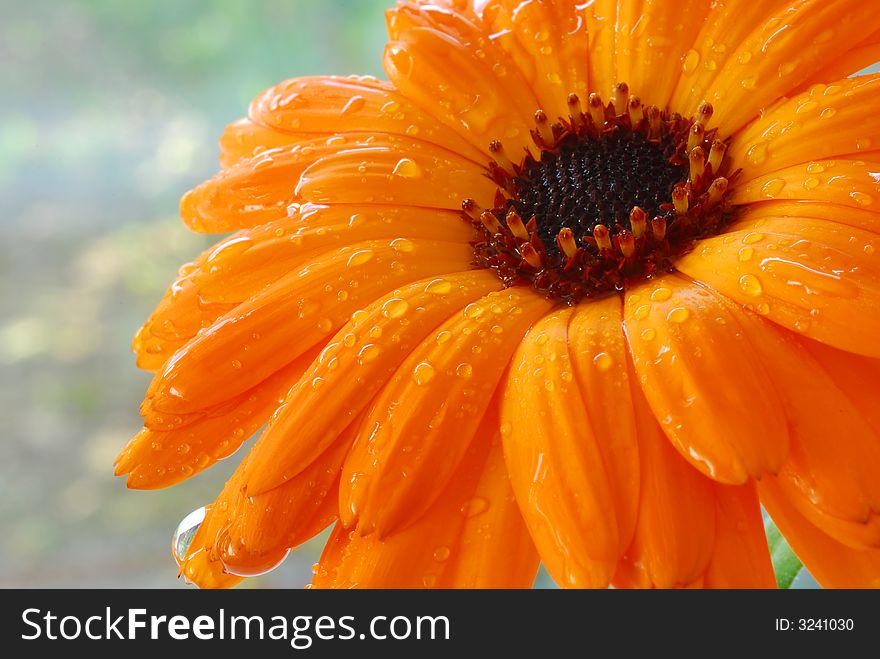 Water drops on orange gerber