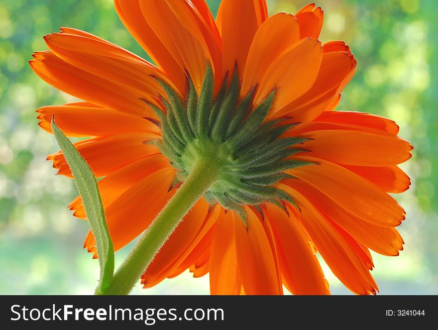 Orange gerber against blur background