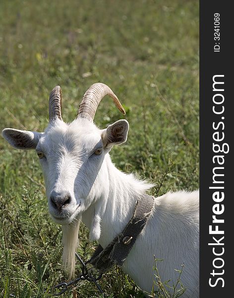 Old goat laying on a pasture in a collar on a circuit