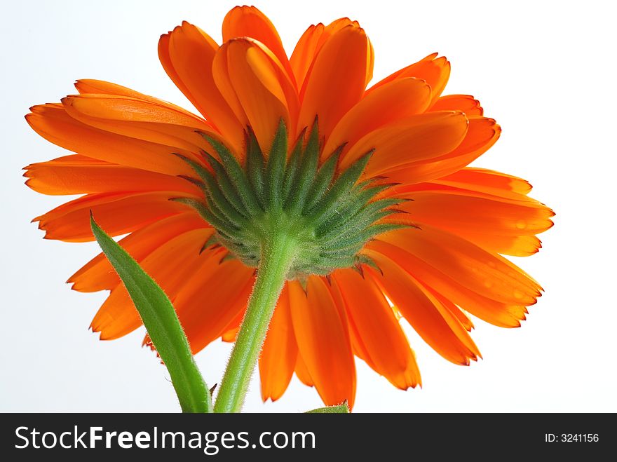 Close up of orange gerber