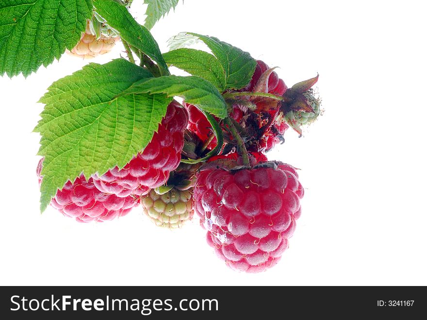 Fresh raspberries on white background. Fresh raspberries on white background