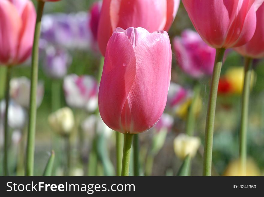 Pink tulips with blur background