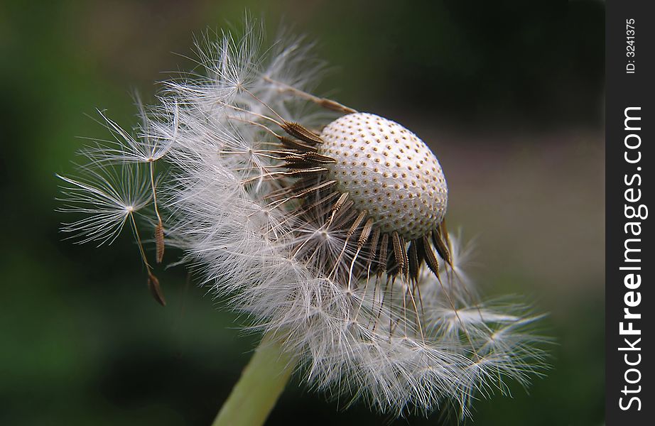 Close up of dandelion against natural background. Close up of dandelion against natural background