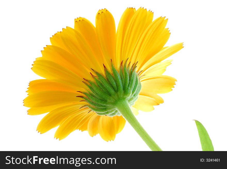 Yellow flower against white background