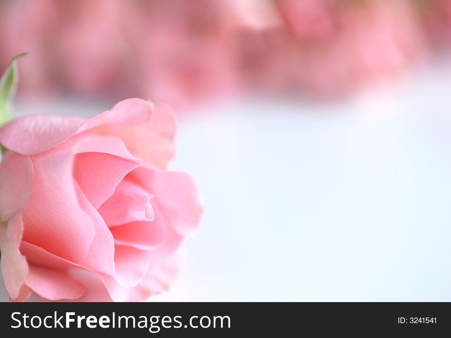 Pink rose on white background