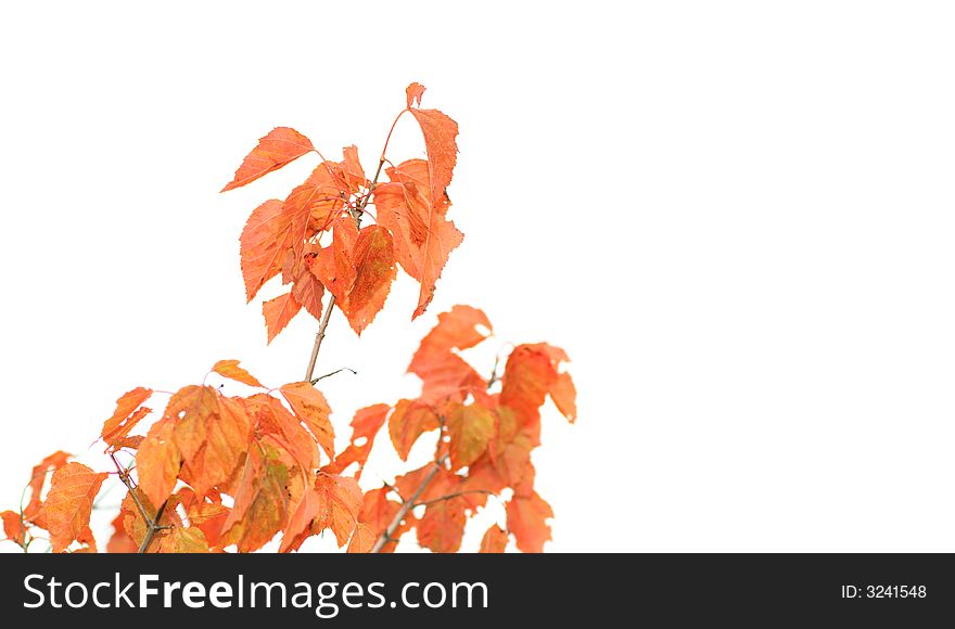 Birch branch with red leaves