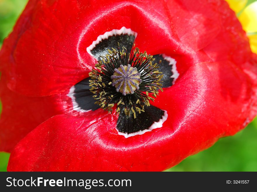 Close up of red poppy