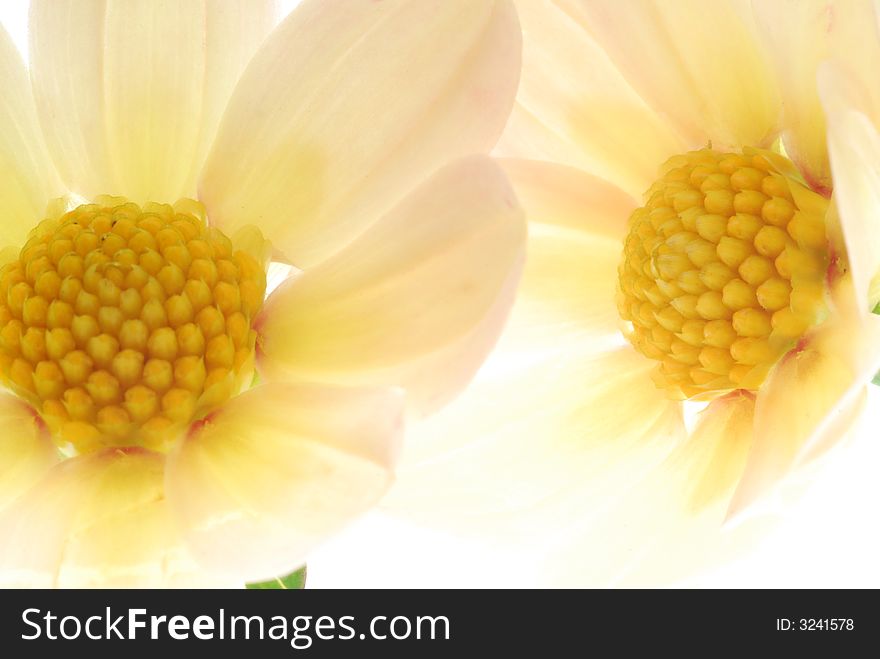 Close up of yellow flowers