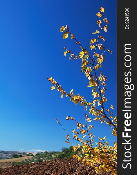 Yellow tree branch over clear blue sky and rural background. Yellow tree branch over clear blue sky and rural background