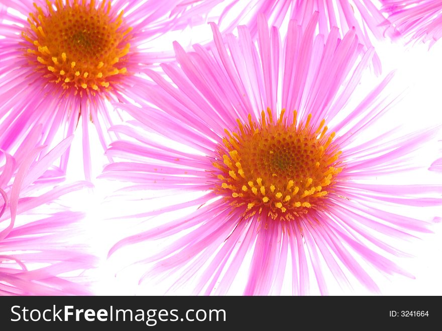 Pink asters on white background