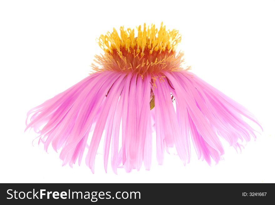 Close up of pink aster