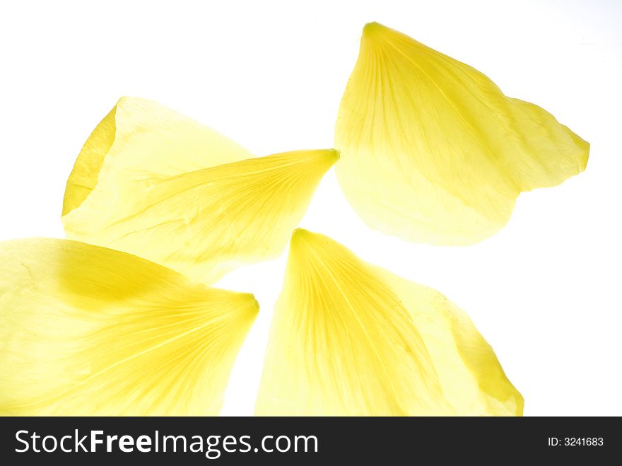 Yellow petals on light box