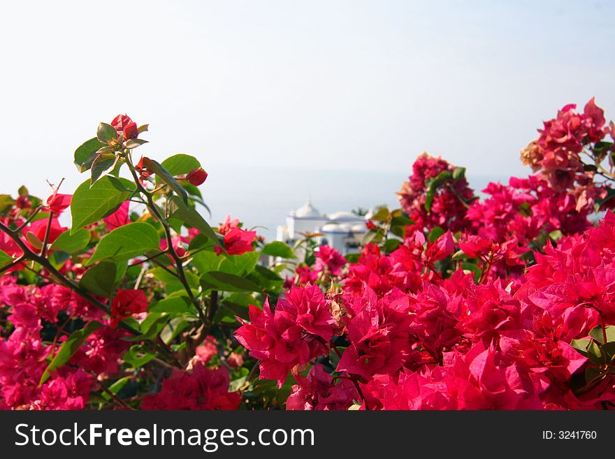 Pink blossoms with seaside mansion in background. Pink blossoms with seaside mansion in background