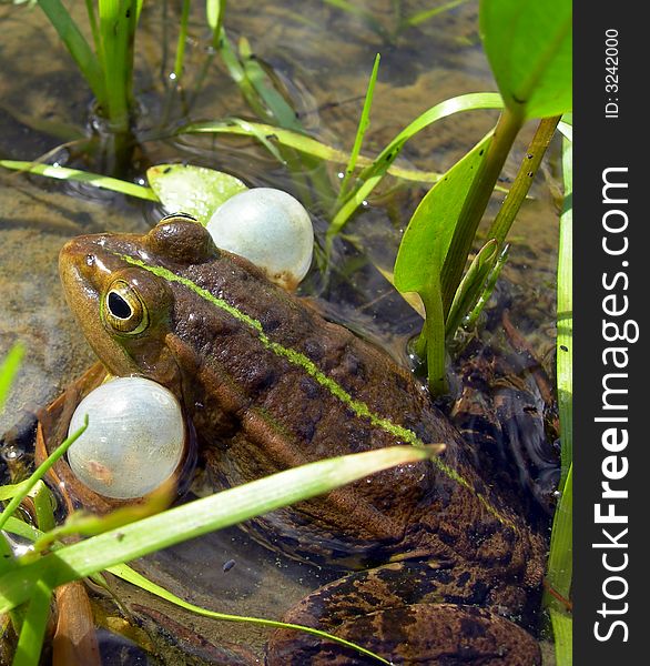 Big brown frog is lurking in the water. Big brown frog is lurking in the water