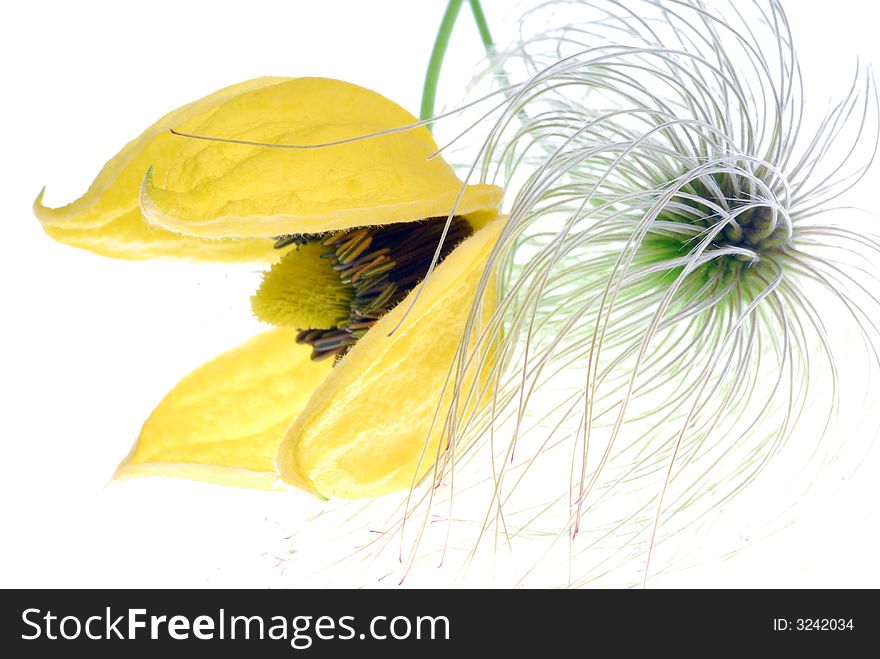 Yellow clematis on white background
