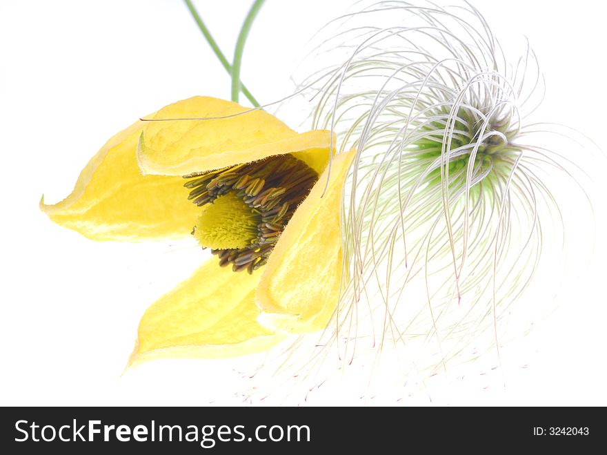 Yellow clematis on white background