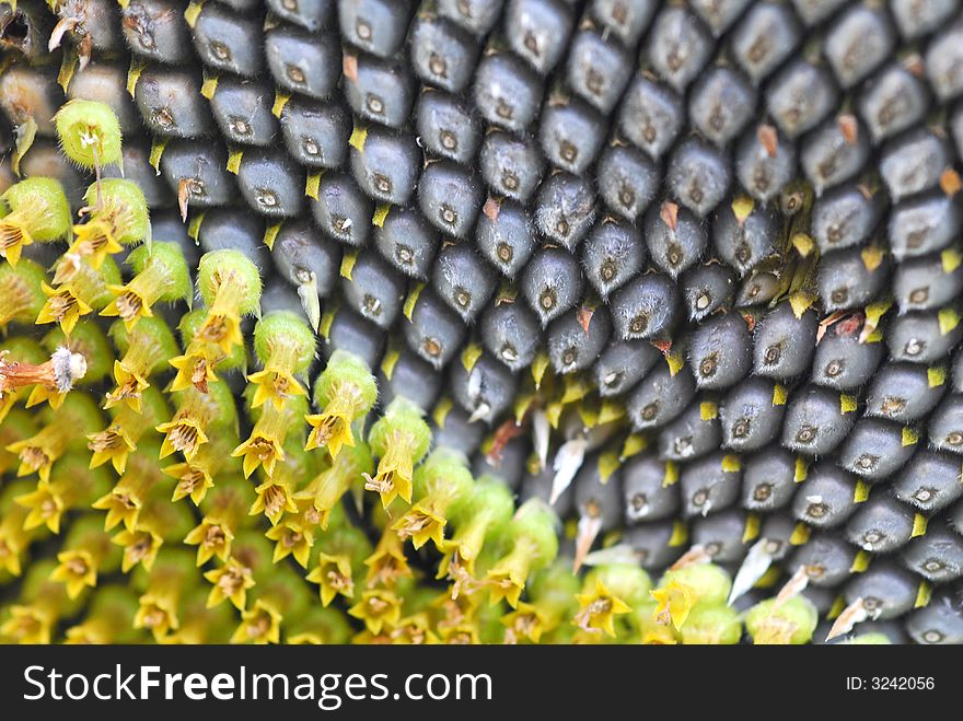 Close up of sunflower seeds. Close up of sunflower seeds