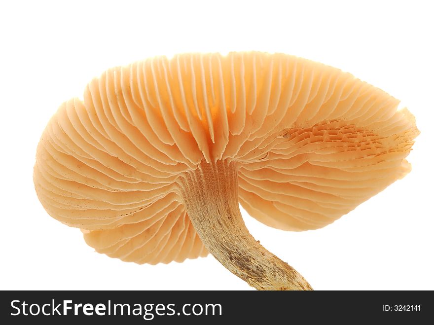 Close up of mushroom against white background