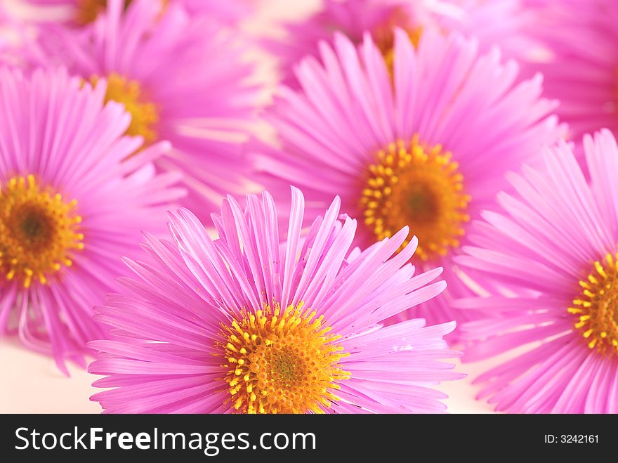 Pink asters with blur background