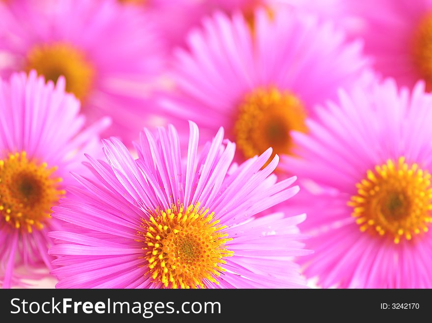 Close up of pink asters